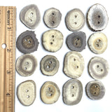 Re-Stocked, Gray/Ivory Rustic Genuine Antler Button 1" to 1-3/8" #SW-201