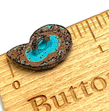 Ammonite or Nautilus Turquoise Copper Patina Shank Back Button, Metal 3/4"  #SWC-33
