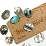 Abalone Cabochon Ovals Including Strong Colors, 5/8" x 1/2", Pack of 65 #CL-22