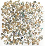 Abalone Cabochon Ovals Mostly Tans/Neutrals, 3/8" x 5/16", Pack of 288 Ovals, #CL-26