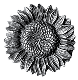 Sunflower Button, Pewter, 7/8" Shank Back, from Danforth Pewter #DN268
