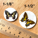 Tiger Swallowtail Butterfly Porcelain Button 1-1/8"