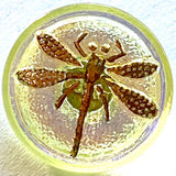 Iridescent Honeydew Dragonfly Czech Glass Button, 18mm  Almost 3/4" #CZ 018