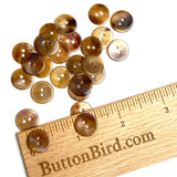 Semi-Clear Sarsaparilla Honey Brown Shell Button, 1/2"-9/16" EIGHTEEN for $7.50  #KB-954